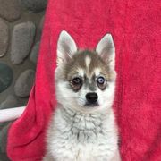 Alaskan Klee Kai, Companion Crosses, and Pomskies from Icelandic Thunder