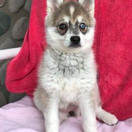Alaskan Klee Kai, Companion Crosses, and Pomskies from Icelandic Thunder
