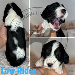 Low Rider - Black white and tan male English Springer Spaniel puppy in Fond Du Lac, Wisconsin from Clucking Homestead Springers & Dachshunds