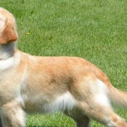 Golden Retrievers from Magicshades Golden Retrievers