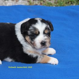 Sabine - Blue merle female Miniature American Shepherd puppy in Hillsdale, Michigan from Faithwalk Aussies and Mini American Shepherds