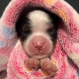 Leia - Tri-color female Cavalier King Charles Spaniel puppy in Queen Creek, Arizona from Andresen's Cavaliers