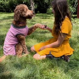 Goldendoodle Puppies from BB Doodles