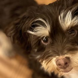 Aussiedoodles and Havapoos from Havaluv Puppies