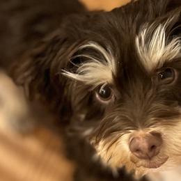 Aussiedoodles and Havapoos from Havaluv Puppies