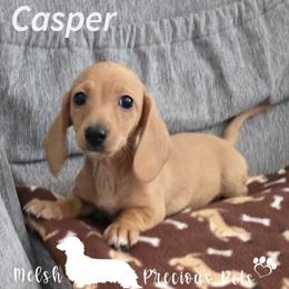 Casper - Cream male Dachshund puppy in Anamosa, Iowa from Melsh Precious Pets