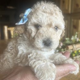 Simba is 4 week old - Cream male Cockapoo puppy in Crawford, Colorado from Saddle Mountain Doodles