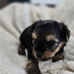 Ivy - Black and tan female Yorkshire Terrier puppy in Buckeye, Arizona from Adriana's Yorkies