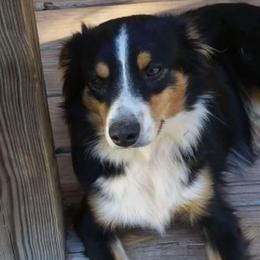 Miniature Australian Shepherds and Toy Australian Shepherds from Swickey Farms