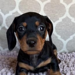 AKC Boy 1 - Black and tan male Dachshund puppy in Joshua Tree, California from Desert Dreams Ranch
