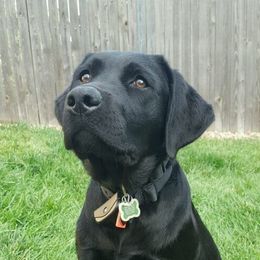 Labrador Retrievers from Girards Rocky Mt Labradors