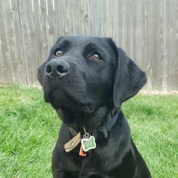 Labrador Retrievers from Girards Rocky Mt Labradors