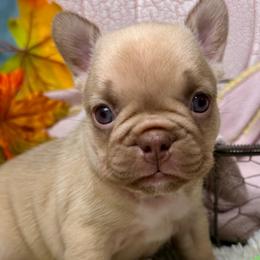 French Bulldogs and Labradoodles from Companion Creek Farm