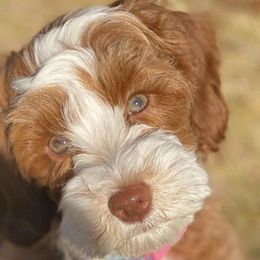 Australian Labradoodles from Cahaba Doodles