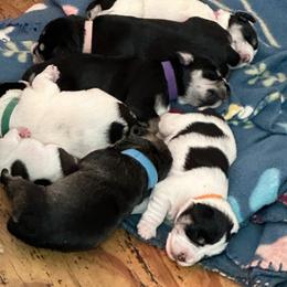 Miniature Schnauzers from Murphree Valley Kennels
