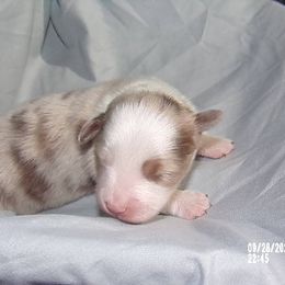 Toy Australian Shepherd Puppies from Cherry Grove Toy Aussies