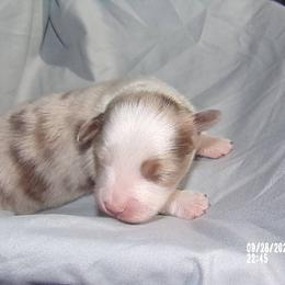 Toy Australian Shepherd Puppies from Cherry Grove Toy Aussies