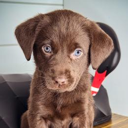 Dark Pink Girl - Chocolate female Labrador Retriever puppy in Plymouth, North Carolina from Duck Creek Kennels