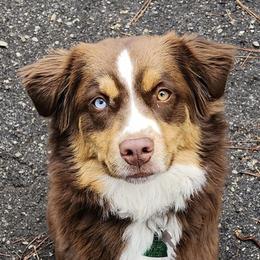 Autumn - Miniature Australian Shepherd