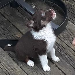 Border Collies from Red Dog Kennels