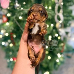 Shaggy - Chocolate and tan male Dachshund puppy in Merced, California from The Graceful Dachshund Kennel