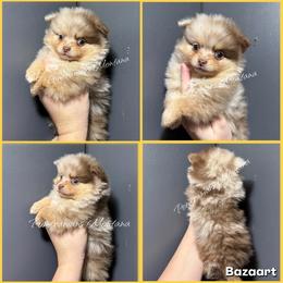 AKC Holly - Chocolate merle female Pomeranian puppy in Saint Ignatius, Montana from Pomeranians Montana