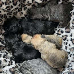 French Bulldogs from Loyal Family Frenchies