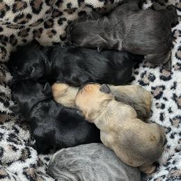 French Bulldogs from Loyal Family Frenchies