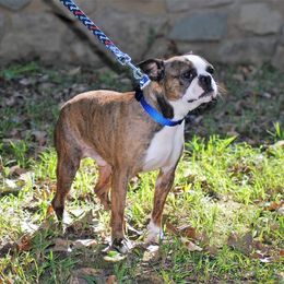 Boston Terriers, Olde English Bulldogges, and Pembroke Welsh Corgis from Smiths Companions