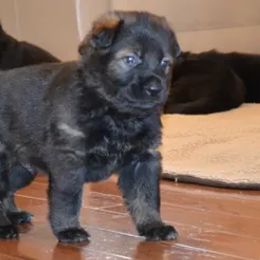 German Shepherd Puppies from Rodina Straze German Shepherds