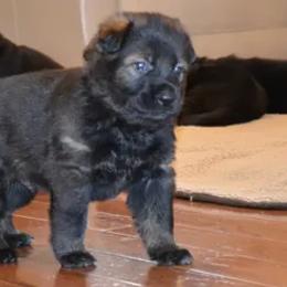 German Shepherd Puppies from Rodina Straze German Shepherds