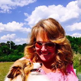 Shetland Sheepdogs from Fox Point Farm Toy Shelties