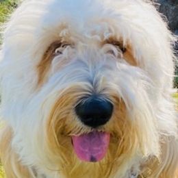 Goldendoodles from Pawlydoodles