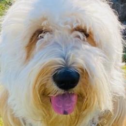 Goldendoodles from Pawlydoodles