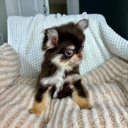 Rory 4550 - Chocolate and tan male Chihuahua puppy in Beaumont, Texas from Down south pups