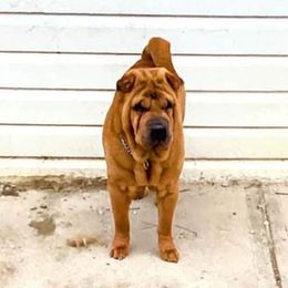 Chrissy  - Chinese Shar-Pei