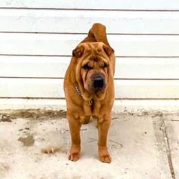 Chrissy  - Chinese Shar-Pei
