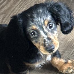 Dachshunds and Toy Australian Shepherds from Cross Bar