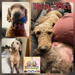 Goldendoodle Puppies from Lu Doodles