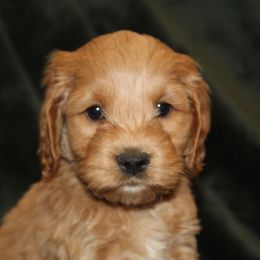 Peter - Buff male Cockapoo puppy in Perry, Arkansas from Parker's Cockapoos