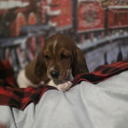 BLACK BOY - Mahogany and white male Basset Hound puppy in Snow Camp, North Carolina from V's Southern Angels