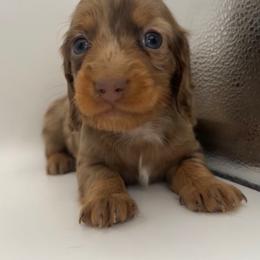 Faye - Dapple female Dachshund puppy in Barstow, California from Kindle & Burrow Dachshunds