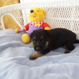 German Shepherd Puppies from Semper Fi K-9