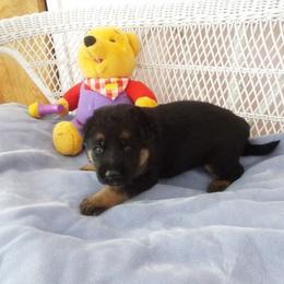 German Shepherd Puppies from Semper Fi K-9