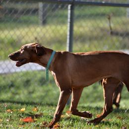 Tulip - Vizsla