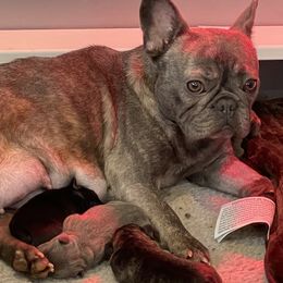 Rayne  - French Bulldog