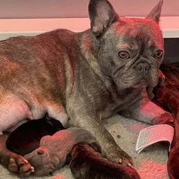 Rayne  - French Bulldog