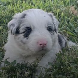Border Collies from Red Pepper Border Collies