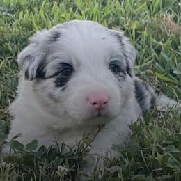 Border Collies from Red Pepper Border Collies