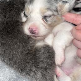 American Corgi and Pembroke Welsh Corgi Puppies from High Cotton Corgis